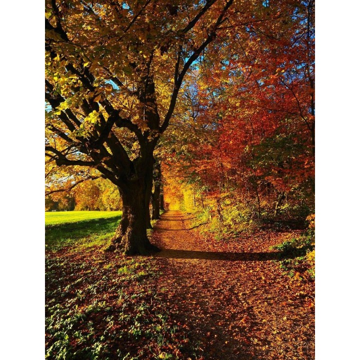 Lipa drobnolistna SADZONKI ZDROWA MIODODAJNA 10szt