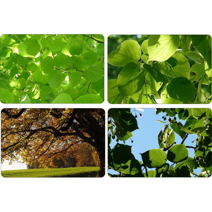 Lipa drobnolistna SADZONKI ZDROWA MIODODAJNA 10szt