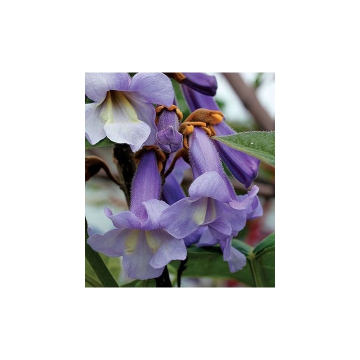 Paulownia cesarska (Paulownia tomentosa) sadzonka 40–60 cm w doniczce P9 — Drzewko Szczęścia