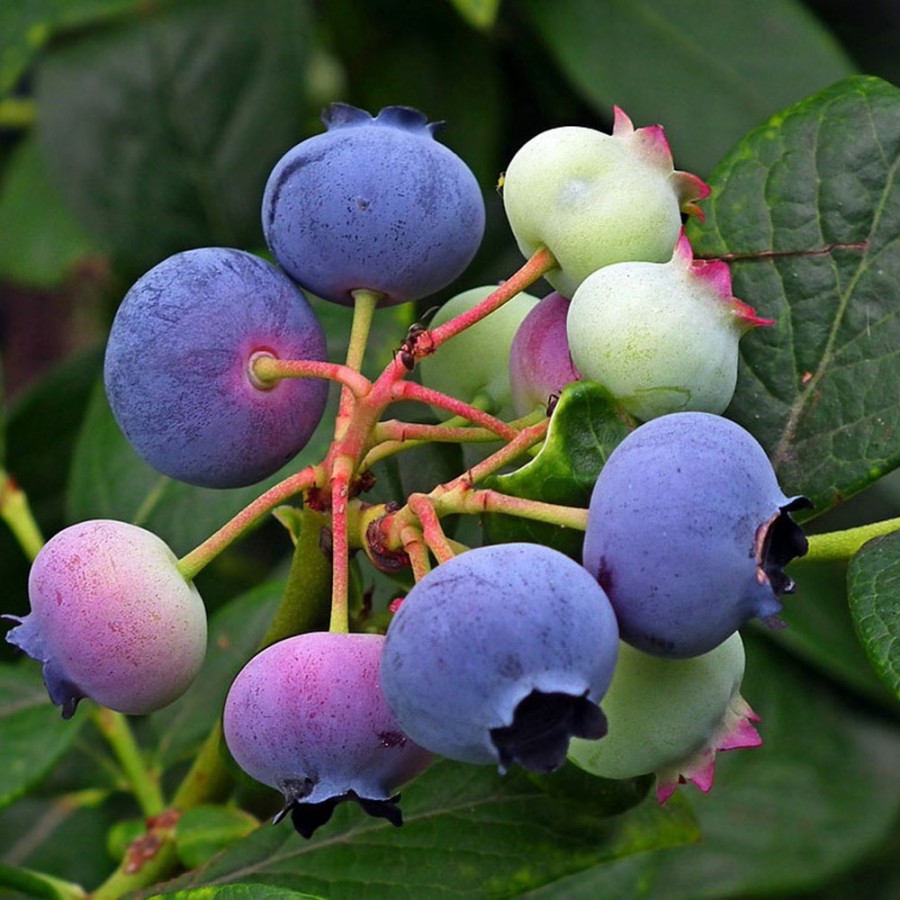 Borówka amerykańska mix odmian sadzonka 30-40 cm pyszne owoce