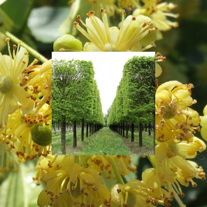 Lipa drobnolistna sadzonki ładna miododajna duża doniczka C2