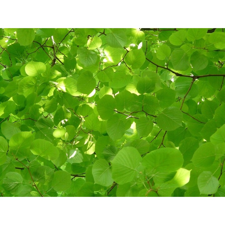 Lipa drobnolistna SADZONKI ZDROWA MIODODAJNA 10szt