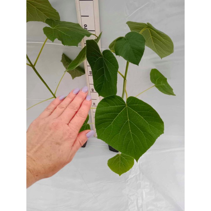 Paulownia cesarska (Paulownia tomentosa) sadzonka 40–60 cm w doniczce P9 — Drzewko Szczęścia