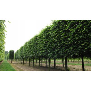 Lipa drobnolistna sadzonki ładna miododajna doniczka C2