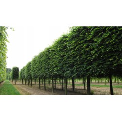 Lipa drobnolistna Tilia cordata sadzonka 80-100 cm, C2 miododajna