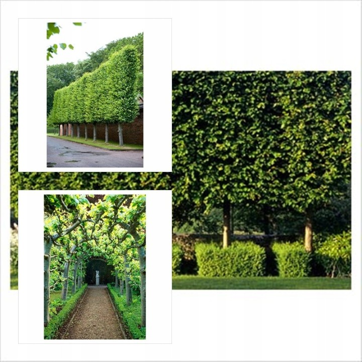 Lipa drobnolistna sadzonki ładna miododajna duża doniczka C2