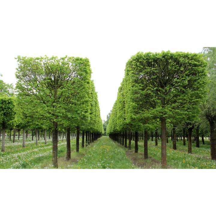 Lipa drobnolistna sadzonki ładna miododajna doniczka C2