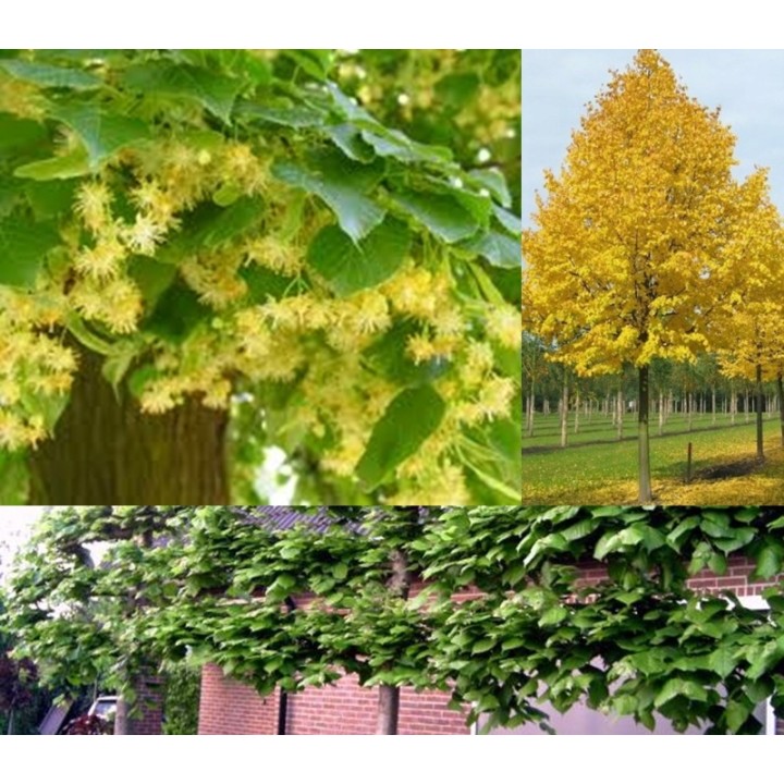 Lipa drobnolistna sadzonki ładna miododajna doniczka C2