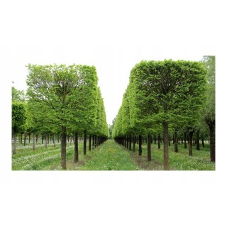 Lipa drobnolistna sadzonki ładna miododajna sztuka C2