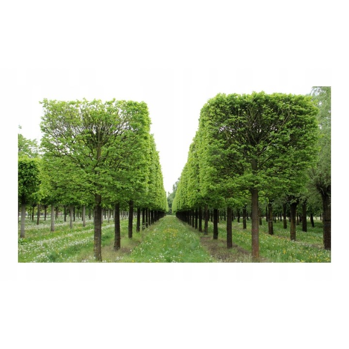 Lipa drobnolistna sadzonki ładna miododajna sztuka C2