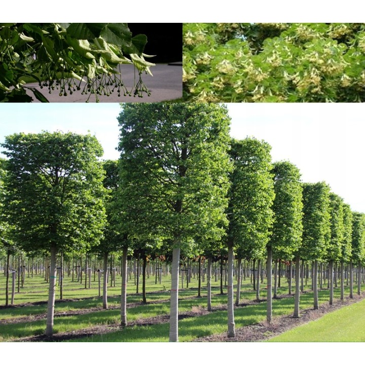 Lipa drobnolistna sadzonki ładna miododajna doniczka C2