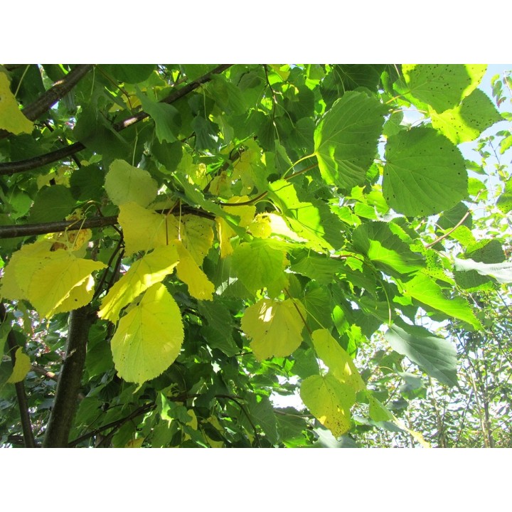 Lipa drobnolistna sadzonki ładna miododajna sztuka C2