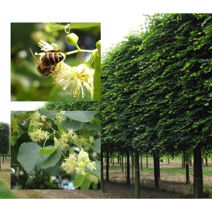 Lipa drobnolistna sadzonki ładna miododajna sztuka C2