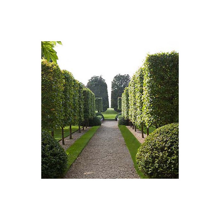 Lipa drobnolistna sadzonki ładna miododajna sztuka C2