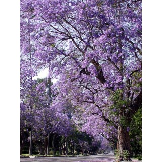 Paulownia cesarska "Drzewko Szczęścia" 30-40 cm w doniczce P9 — szybki wzrost, fioletowe kwiaty