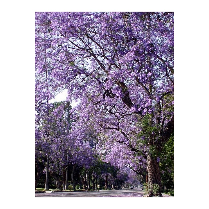 Paulownia cesarska "Drzewko Szczęścia" 30-40 cm w doniczce P9 — szybki wzrost, fioletowe kwiaty