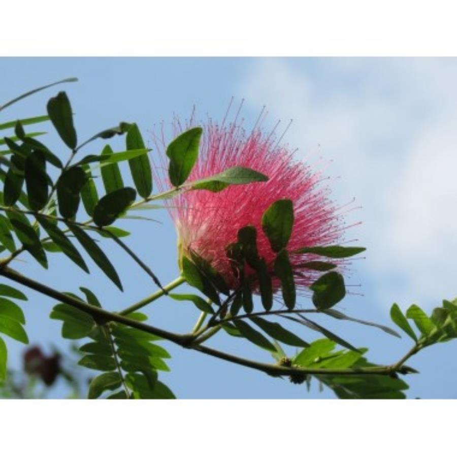 Albicja miododajne sadzonki świecące nocą perskie