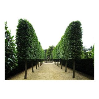 Lipa drobnolistna obwód pnia 12-14 cm drzewo parkowe alejowe miododajna