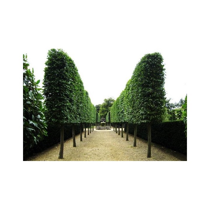 Lipa drobnolistna obwód pnia 12-14 cm drzewo parkowe alejowe miododajna