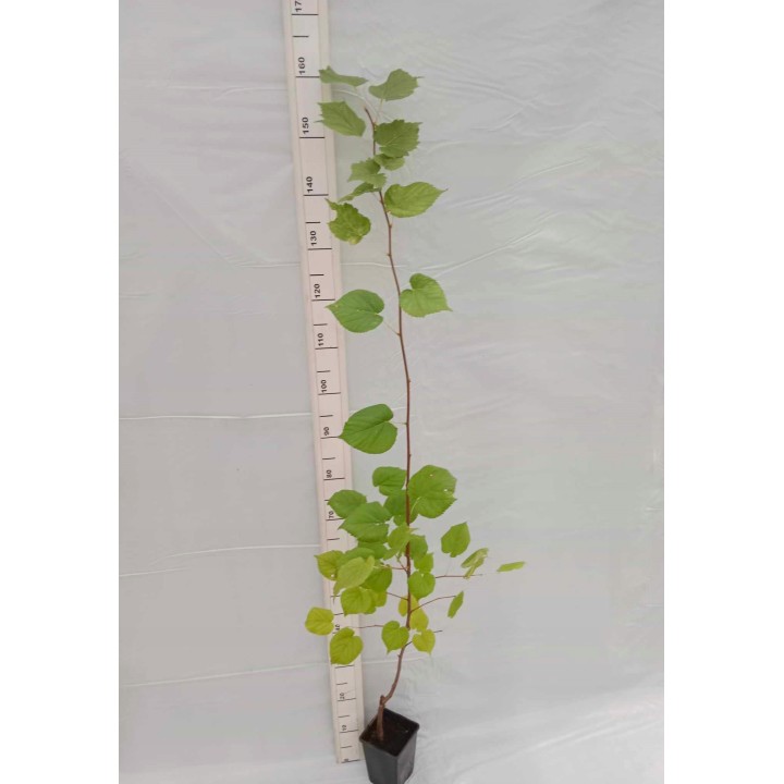 Lipa drobnolistna sadzonki ładna miododajna duża doniczka C2