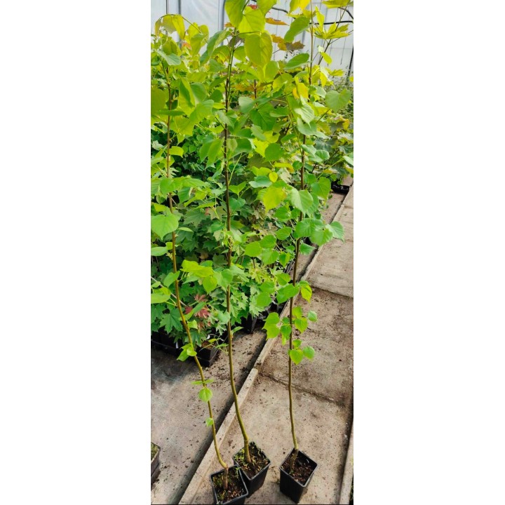 Lipa drobnolistna sadzonki ładna miododajna sztuka C2