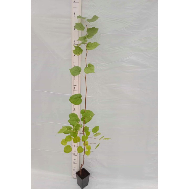 Lipa drobnolistna sadzonki ładna miododajna sztuka C2