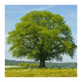 Lipa drobnolistna silnie miododajna do parku ogrodu obwód pnia: 10-12 cm!