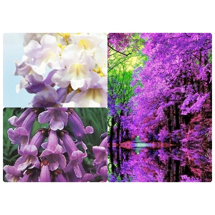 Paulownia cesarska "Drzewko Szczęścia" 30-40 cm w doniczce P9 — szybki wzrost, fioletowe kwiaty