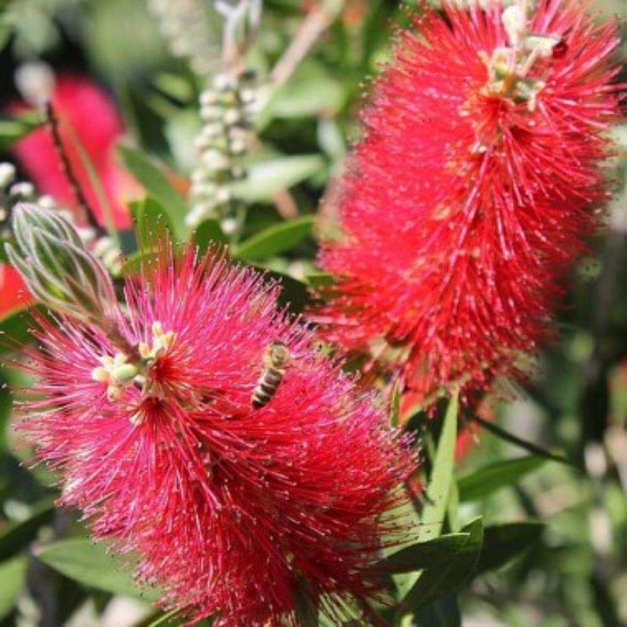 Albicja miododajne sadzonki świecące nocą perskie