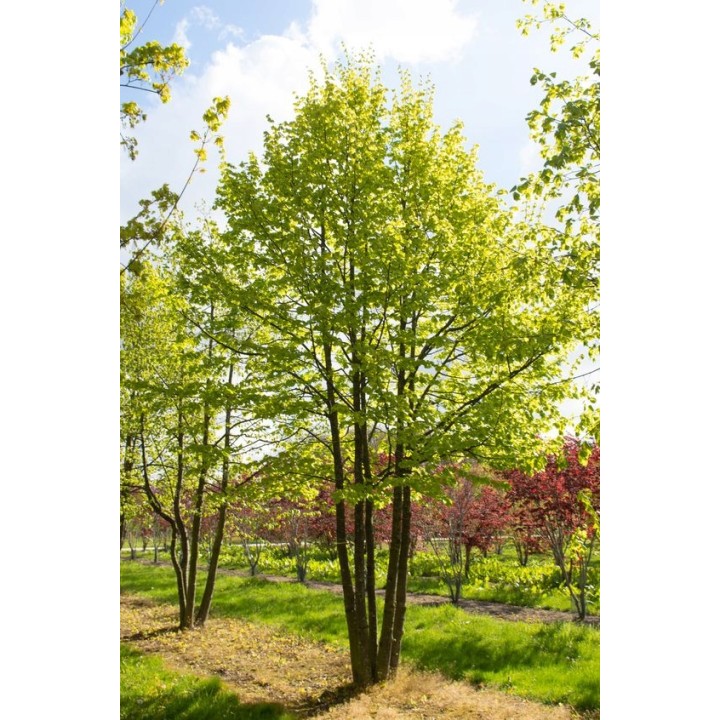 Lipa drobnolistna silnie miododajna do parku ogrodu obwód pnia: 10-12 cm!