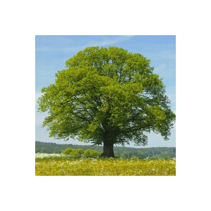 Lipa drobnolistna silnie miododajna do parku ogrodu obwód pnia: 10-12 cm!