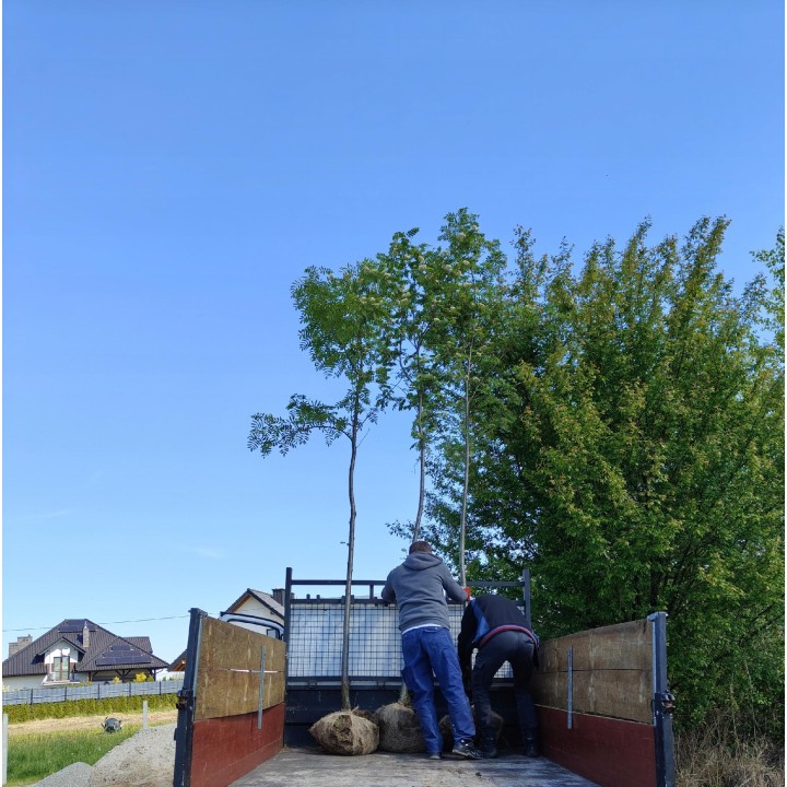 Lipa drobnolistna obwód pnia 12-14 cm drzewo parkowe alejowe miododajna