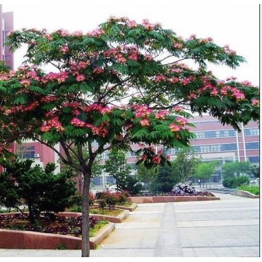 Albicja miododajne sadzonki świecące nocą perskie