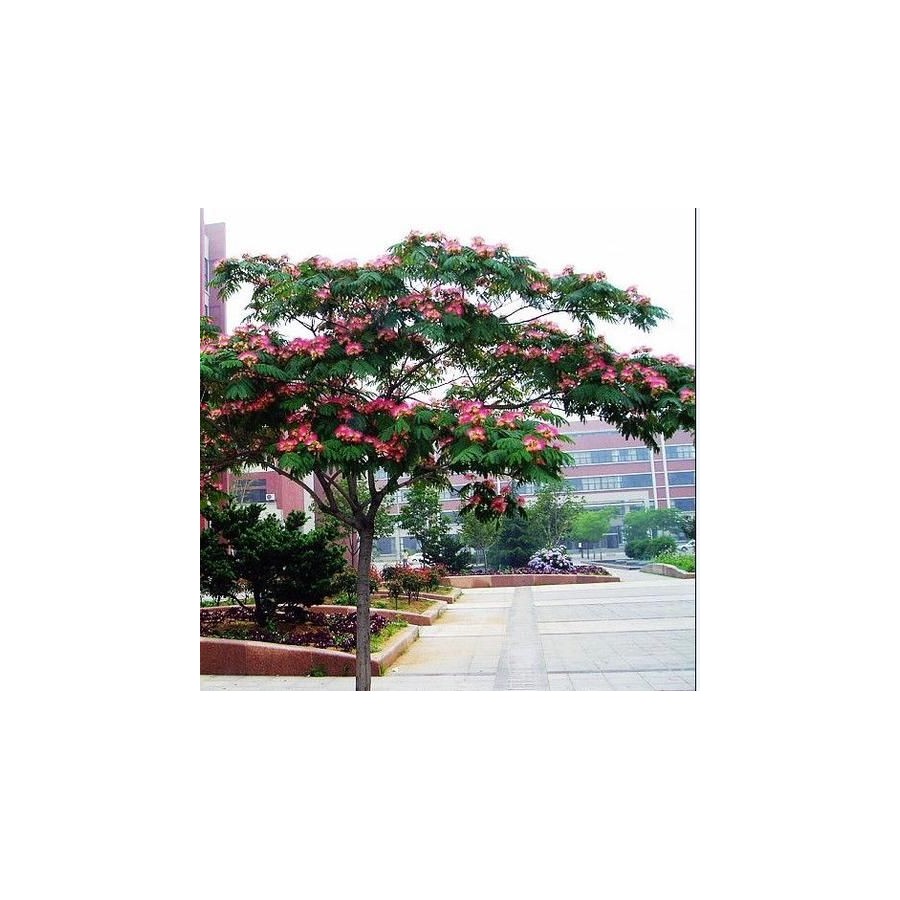 Albicja miododajne sadzonki świecące nocą perskie