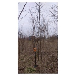 Lipa drobnolistna (Tilia cordata) sadzonka obwód 8-10 cm