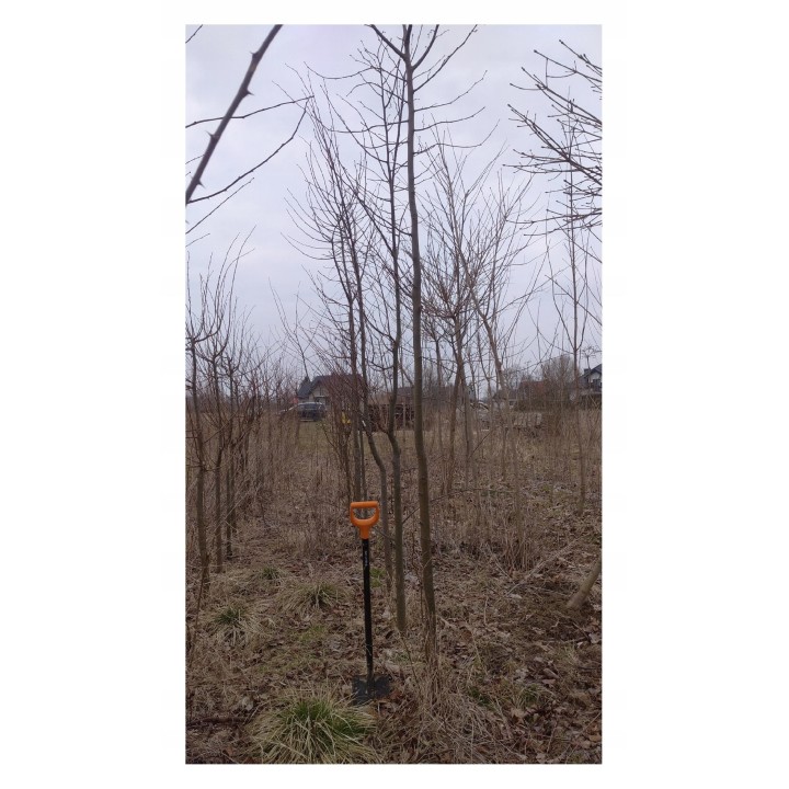 Lipa drobnolistna obwód pnia 8-10 cm drzewo parkowe alejowe miododajna