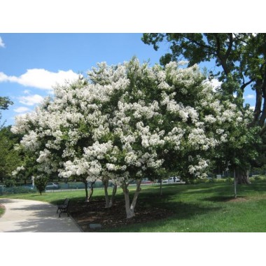 Lagerstroemia indyjska biała Sarah's Favorite kwitnie 120 dni