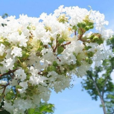 Lagerstroemia indyjska biała Sarah's Favorite kwitnie 120 dni