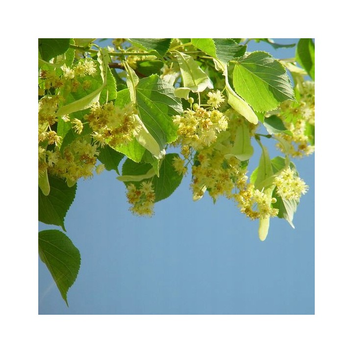 Lipa drobnolistna obwód pnia 12-14 cm drzewo parkowe alejowe miododajna