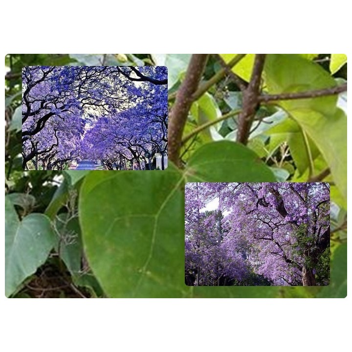 Paulownia cesarska "Drzewko Szczęścia" 30-40 cm w doniczce P9 — szybki wzrost, fioletowe kwiaty