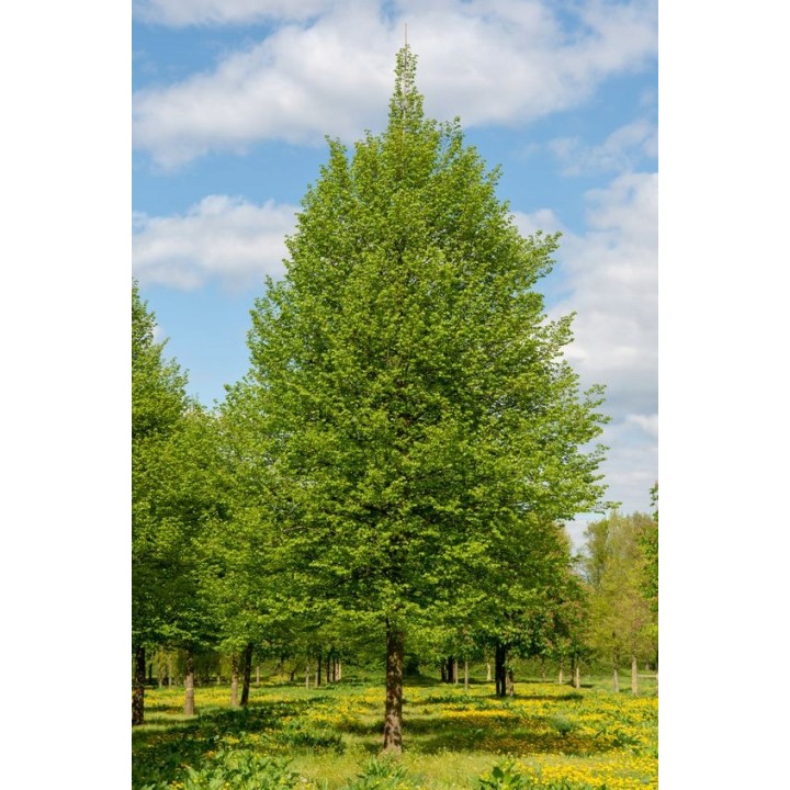 Lipa drobnolistna silnie miododajna do parku ogrodu obwód pnia: 10-12 cm!