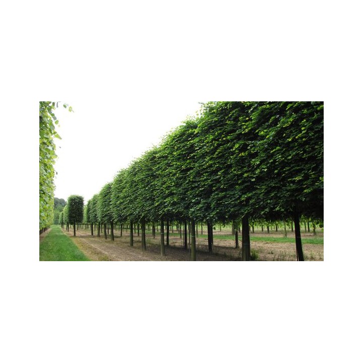 Lipa drobnolistna silnie miododajna do parku ogrodu obwód pnia: 10-12 cm!