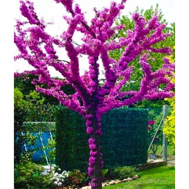 Judaszowiec Kanadyjski - Cercis canadensis 100-150 cm