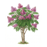 Lagerstroemia