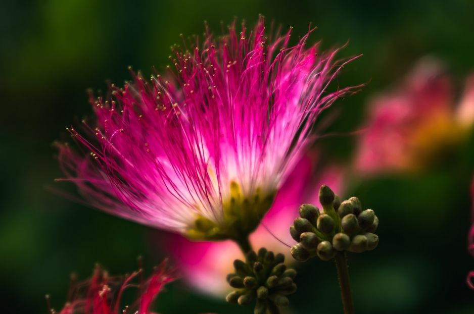Albizia julibrissin