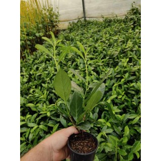 Laurowiśnia Caucasica – zimozielona sadzonka 80 cm idealna na żywopłot (doniczka P9)