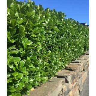 Laurowiśnia 'Caucasica' 70–90 cm w doniczce — idealna na gęsty, zimozielony żywopłot